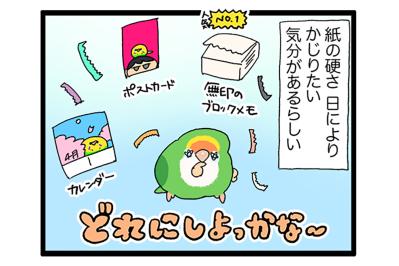 仕事に集中していたときにインコがとった“優しい”行動とは？【鳥マンガ＃97】