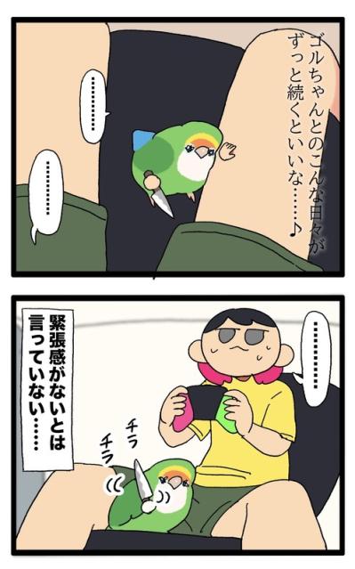 女帝インコのデレ期に飼い主は緊張しまくり【鳥マンガ＃100】（サムネイル画像6）