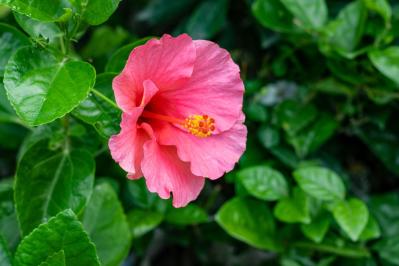 【ガーデニング】庭やベランダをトロピカルに！暑いほど元気な熱帯花木［8選］（サムネイル画像2）