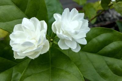 【ガーデニング】庭やベランダをトロピカルに！暑いほど元気な熱帯花木［8選］（サムネイル画像6）