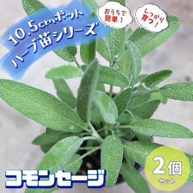育ったら料理、ハーブティに♪【おうちでハーブ】日当たりと水はけの良い、風通しの良い場所があればよく育つ♪【Amazonタイムセール】（サムネイル画像4）