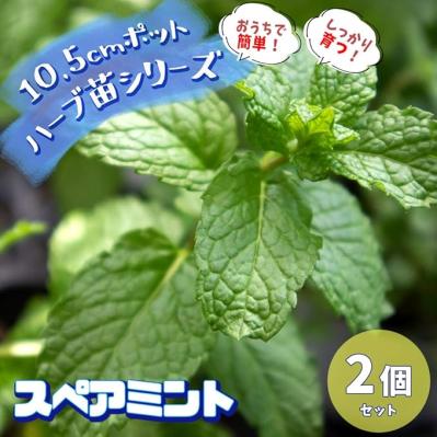 育ったら料理、ハーブティに♪【おうちでハーブ】日当たりと水はけの良い、風通しの良い場所があればよく育つ♪【Amazonタイムセール】（サムネイル画像3）