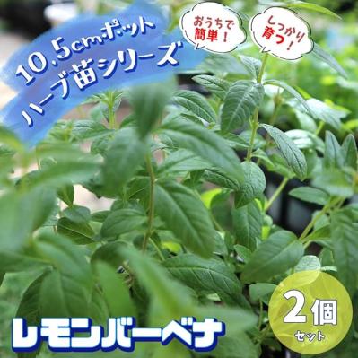 育ったら料理、ハーブティに♪【おうちでハーブ】日当たりと水はけの良い、風通しの良い場所があればよく育つ♪【Amazonタイムセール】（サムネイル画像2）