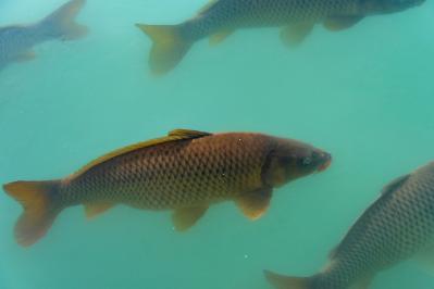 岡本かの子の『鯉魚』あらすじ紹介。とある男女の運命の出会いがもたらす禅の悟り