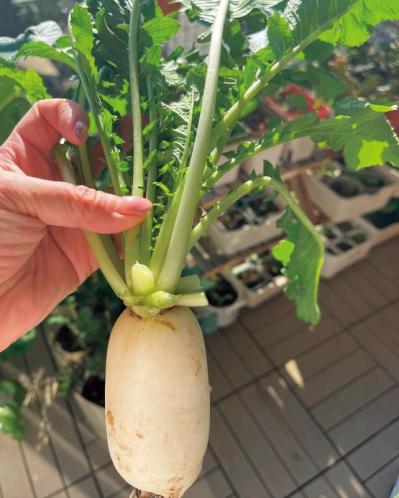 【10㎡の小さなベランダ菜園】で週末ガーデニング！野菜やハーブを元気に育てるための摘芯や剪定のコツも（サムネイル画像6）