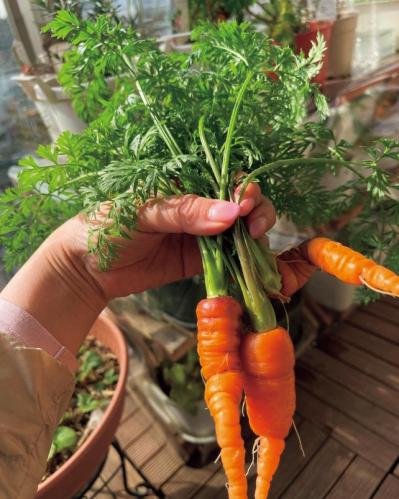 【10㎡の小さなベランダ菜園】で週末ガーデニング！野菜やハーブを元気に育てるための摘芯や剪定のコツも（サムネイル画像5）
