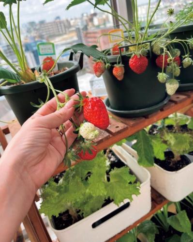 【10㎡の小さなベランダ菜園】で週末ガーデニング！野菜やハーブを元気に育てるための摘芯や剪定のコツも（サムネイル画像10）