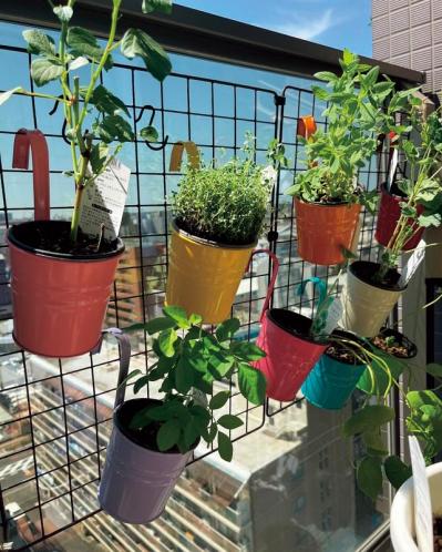 【10㎡のベランダ菜園】40種類以上の野菜とハーブを栽培！「小松菜がワサワサ育つ」小スペース有効活用のコツとは？（サムネイル画像5）