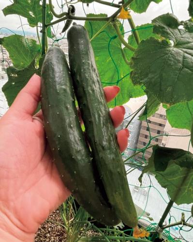 【10㎡の小さなベランダ菜園】で週末ガーデニング！野菜やハーブを元気に育てるための摘芯や剪定のコツも（サムネイル画像4）