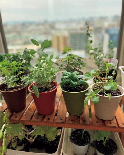 【10㎡のベランダ菜園】40種類以上の野菜とハーブを栽培！「小松菜がワサワサ育つ」小スペース有効活用のコツとは？（サムネイル画像4）