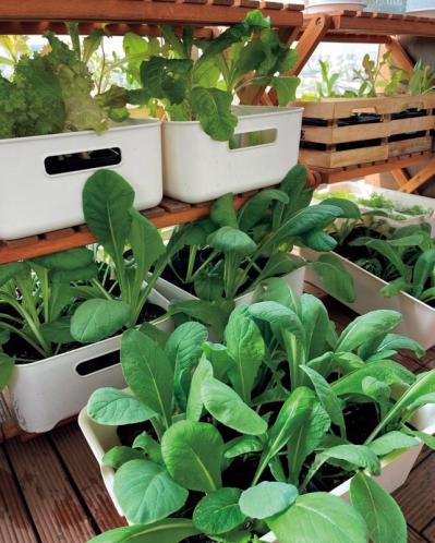 【10㎡のベランダ菜園】40種類以上の野菜とハーブを栽培！「小松菜がワサワサ育つ」小スペース有効活用のコツとは？（サムネイル画像6）