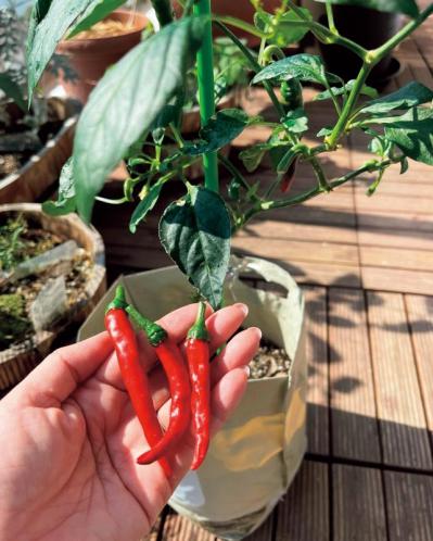 【10㎡の小さなベランダ菜園】で週末ガーデニング！野菜やハーブを元気に育てるための摘芯や剪定のコツも（サムネイル画像3）