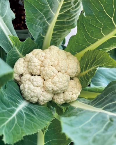 【10㎡の小さなベランダ菜園】で週末ガーデニング！野菜やハーブを元気に育てるための摘芯や剪定のコツも（サムネイル画像7）