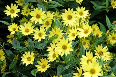 【ガーデニング】暑さの中で元気にたくさん咲く！多年草のヒマワリの仲間［6選］（サムネイル画像9）