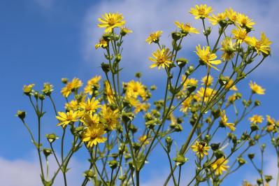 【ガーデニング】暑さの中で元気にたくさん咲く！多年草のヒマワリの仲間［6選］（サムネイル画像10）