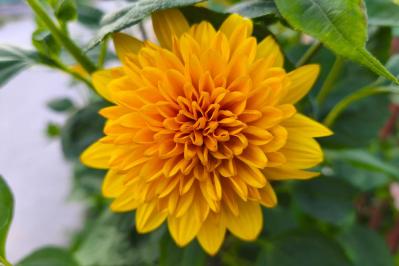 【ガーデニング】暑さの中で元気にたくさん咲く！多年草のヒマワリの仲間［6選］（サムネイル画像7）