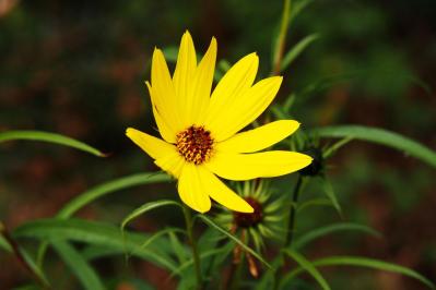 【ガーデニング】暑さの中で元気にたくさん咲く！多年草のヒマワリの仲間［6選］（サムネイル画像4）