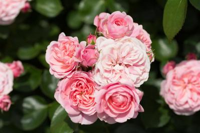 【ガーデニング】高温、豪雨、台風からバラを守る方法！ 摘蕾や元肥で厳しい季節を乗り切ろう（サムネイル画像6）