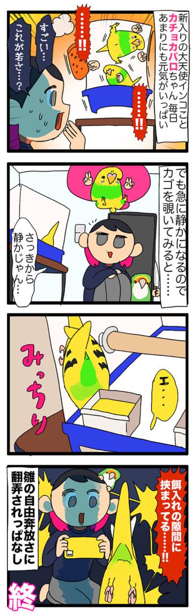 大天使カチョリエルをお迎え！様子が気になる飼い主…【鳥マンガ＃104】（サムネイル画像6）