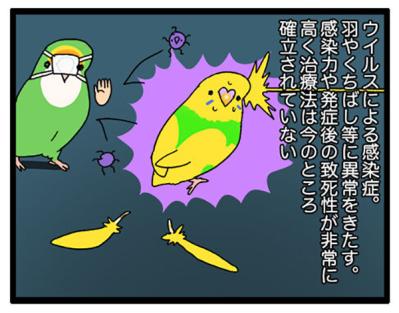 インコの健康診断は重要！PBFD陽性の実体験から学ぶ前向きな治療法【鳥マンガ＃105】（サムネイル画像9）