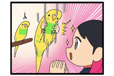 【セキセイインコのカチョ】動物病院で薬を処方してもらうときの名前問題【鳥マンガ＃106】