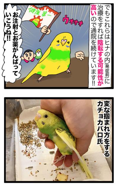 インコの健康診断は重要！PBFD陽性の実体験から学ぶ前向きな治療法【鳥マンガ＃105】（サムネイル画像5）