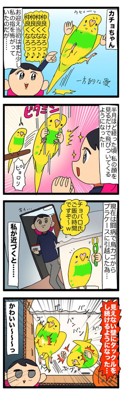 【セキセイインコのカチョ】動物病院で薬を処方してもらうときの名前問題【鳥マンガ＃106】（サムネイル画像5）