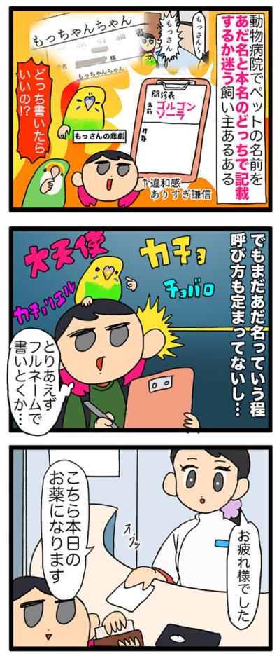 【セキセイインコのカチョ】動物病院で薬を処方してもらうときの名前問題【鳥マンガ＃106】（サムネイル画像7）