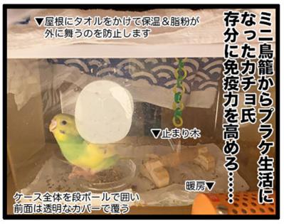 インコの健康診断は重要！PBFD陽性の実体験から学ぶ前向きな治療法【鳥マンガ＃105】（サムネイル画像11）