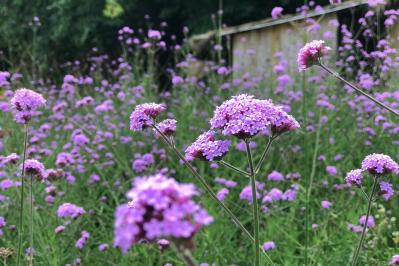 【ガーデニング】夏空に映える大型の宿根草［8選］初心者にもおすすめ！（サムネイル画像6）