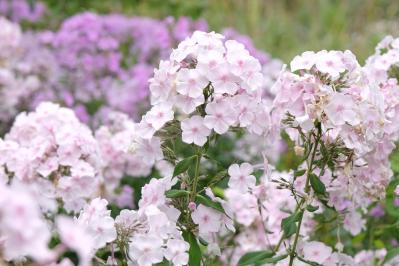 【ガーデニング】夏空に映える大型の宿根草［8選］初心者にもおすすめ！（サムネイル画像2）