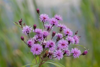 【ガーデニング】夏空に映える大型の宿根草［8選］初心者にもおすすめ！（サムネイル画像3）