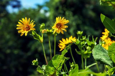 【ガーデニング】夏空に映える大型の宿根草［8選］初心者にもおすすめ！（サムネイル画像7）
