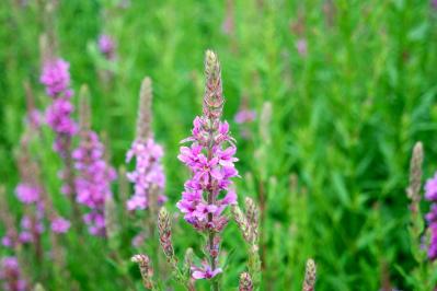 【ガーデニング】夏空に映える大型の宿根草［8選］初心者にもおすすめ！（サムネイル画像9）