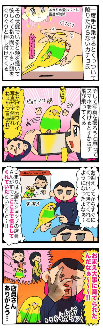 セキセイインコのカチョリエルが甘えん坊すぎる理由に感動！お迎え時からすでに…！？【鳥マンガ＃108】（サムネイル画像7）