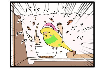 セキセイインコのカチョリエルが甘えん坊すぎる理由に感動！お迎え時からすでに…！？【鳥マンガ＃108】