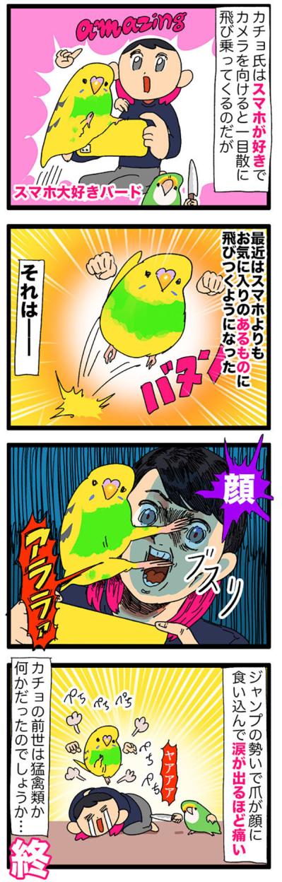 まさかの攻撃！突撃？セキセイインコ・カチョのヒヤリ体験2選【鳥マンガ＃110】（サムネイル画像5）