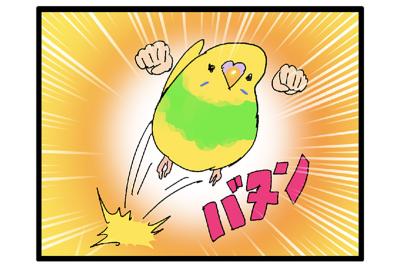 まさかの攻撃！突撃？セキセイインコ・カチョのヒヤリ体験2選【鳥マンガ＃110】