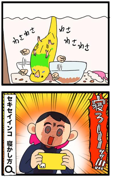 セキセイインコのカチョリエルが甘えん坊すぎる理由に感動！お迎え時からすでに…！？【鳥マンガ＃108】（サムネイル画像6）