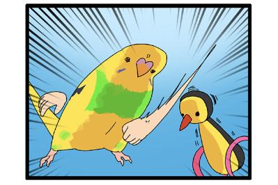 まだ3ヶ月で暴君⁉気の強さが少しずつ見えてきたセキセイインコ【鳥マンガ＃109】