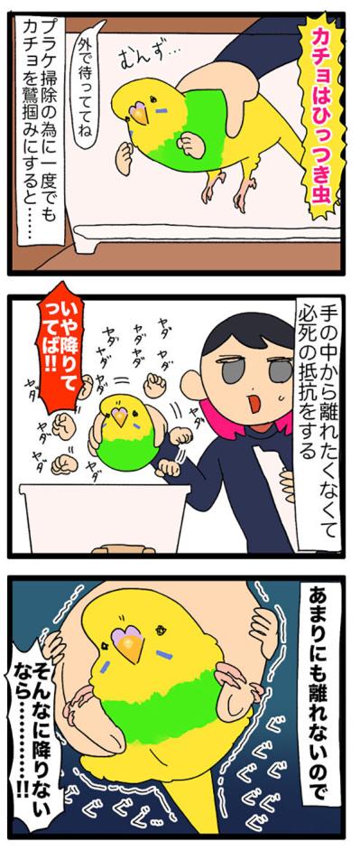 セキセイインコ・カチョリエルの夜更かし＆セクシーな開脚観察日記【鳥マンガ＃107】（サムネイル画像6）