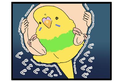 セキセイインコ・カチョリエルの夜更かし＆セクシーな開脚観察日記【鳥マンガ＃107】