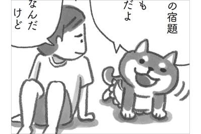 柴犬が心を包み込む…小学生の草太が見つけた安心【柴犬食堂 #12】