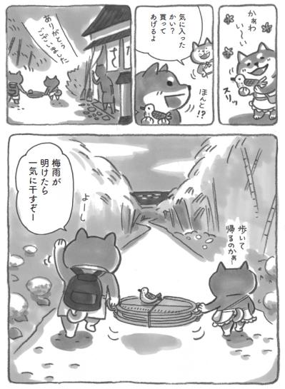 柴犬は毎年20キロの梅を漬けている！？梅雨明けが待ち遠しいある日【柴犬食堂 #8】（サムネイル画像5）
