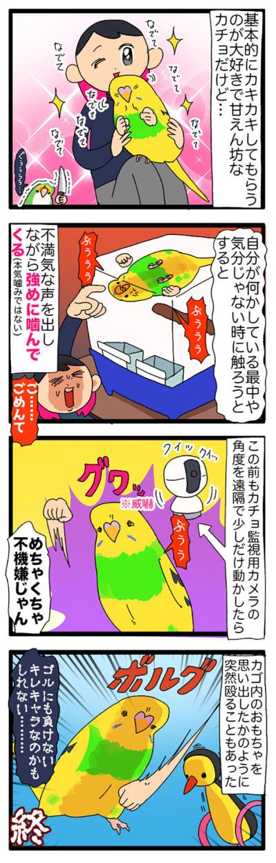 まだ3ヶ月で暴君⁉気の強さが少しずつ見えてきたセキセイインコ【鳥マンガ＃109】（サムネイル画像6）