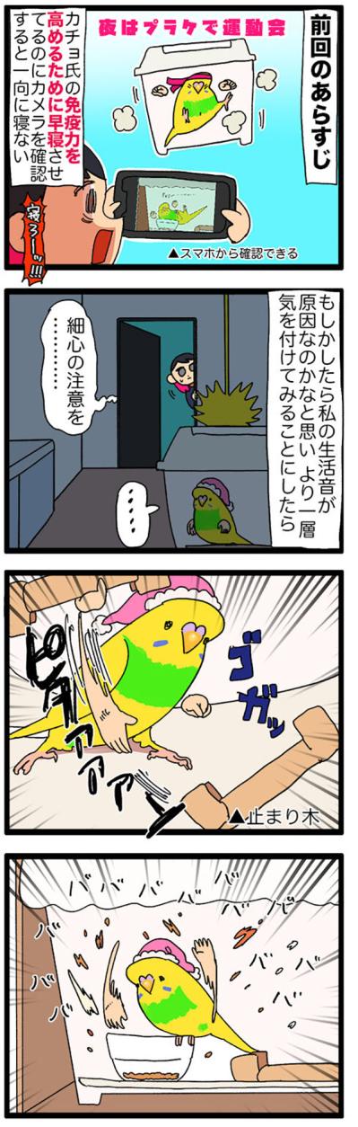 セキセイインコのカチョリエルが甘えん坊すぎる理由に感動！お迎え時からすでに…！？【鳥マンガ＃108】（サムネイル画像5）