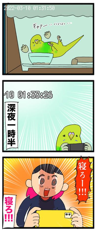 セキセイインコ・カチョリエルの夜更かし＆セクシーな開脚観察日記【鳥マンガ＃107】（サムネイル画像5）