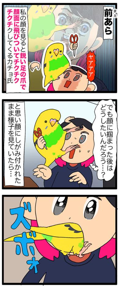 まさかの攻撃！突撃？セキセイインコ・カチョのヒヤリ体験2選【鳥マンガ＃110】（サムネイル画像6）