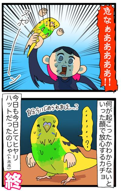 まさかの攻撃！突撃？セキセイインコ・カチョのヒヤリ体験2選【鳥マンガ＃110】（サムネイル画像7）