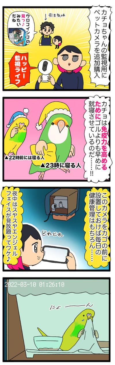 セキセイインコ・カチョリエルの夜更かし＆セクシーな開脚観察日記【鳥マンガ＃107】（サムネイル画像4）